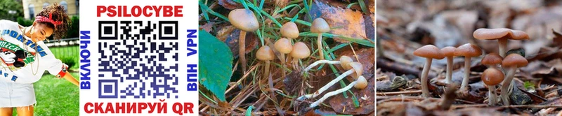 дарнет шоп  Феодосия  Галлюциногенные грибы Cubensis 